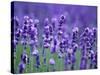 Lavender Field-Herbert Kehrer-Stretched Canvas