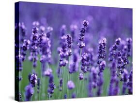 Lavender Field-Herbert Kehrer-Stretched Canvas