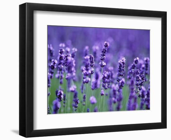 Lavender Field-Herbert Kehrer-Framed Photographic Print