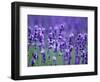 Lavender Field-Herbert Kehrer-Framed Photographic Print