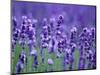 Lavender Field-Herbert Kehrer-Mounted Photographic Print