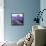 Lavender Field-Edler von Rabenstein-Framed Stretched Canvas displayed on a wall