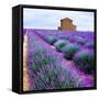 Lavender Field-Edler von Rabenstein-Framed Stretched Canvas