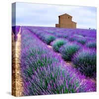 Lavender Field-Edler von Rabenstein-Stretched Canvas