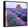 Lavender Field-Edler von Rabenstein-Framed Stretched Canvas