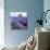 Lavender Field-Edler von Rabenstein-Photographic Print displayed on a wall