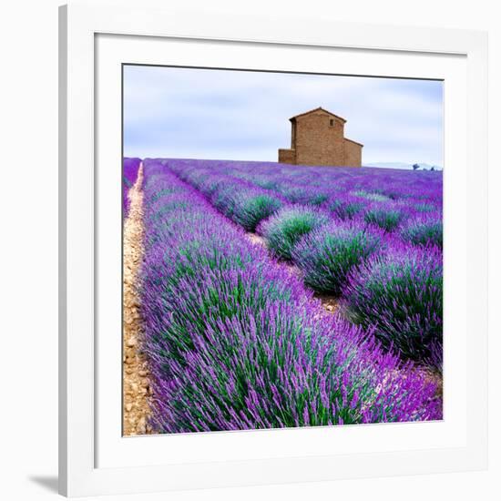 Lavender Field-Edler von Rabenstein-Framed Photographic Print