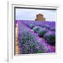 Lavender Field-Edler von Rabenstein-Framed Photographic Print