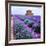 Lavender Field-Edler von Rabenstein-Framed Photographic Print