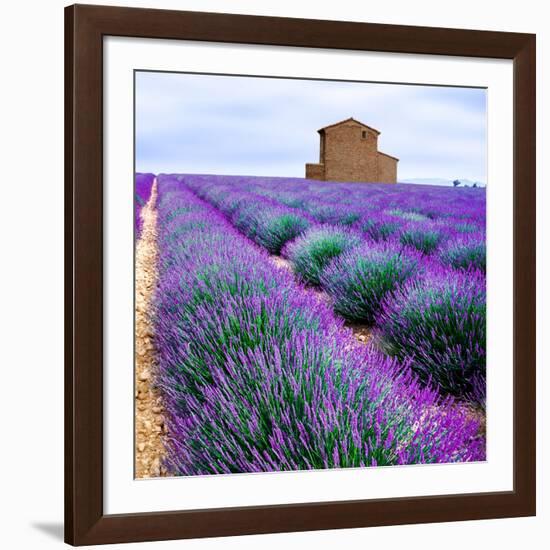 Lavender Field-Edler von Rabenstein-Framed Photographic Print