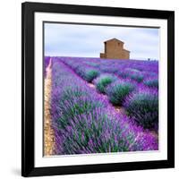 Lavender Field-Edler von Rabenstein-Framed Photographic Print