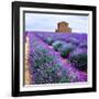 Lavender Field-Edler von Rabenstein-Framed Photographic Print