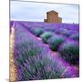 Lavender Field-Edler von Rabenstein-Mounted Photographic Print