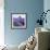 Lavender Field-Edler von Rabenstein-Framed Premium Photographic Print displayed on a wall