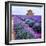 Lavender Field-Edler von Rabenstein-Framed Premium Photographic Print