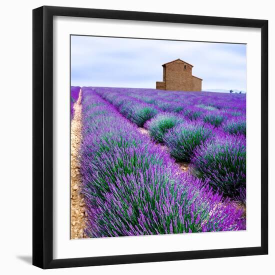 Lavender Field-Edler von Rabenstein-Framed Premium Photographic Print