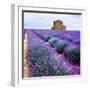 Lavender Field-Edler von Rabenstein-Framed Premium Photographic Print