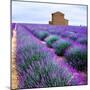 Lavender Field-Edler von Rabenstein-Mounted Premium Photographic Print