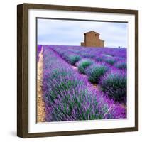 Lavender Field-Edler von Rabenstein-Framed Photographic Print