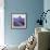 Lavender Field-Edler von Rabenstein-Framed Photographic Print displayed on a wall