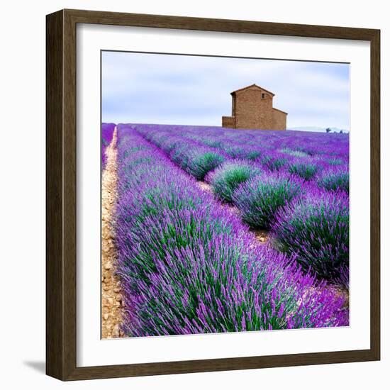 Lavender Field-Edler von Rabenstein-Framed Photographic Print