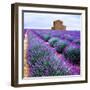 Lavender Field-Edler von Rabenstein-Framed Photographic Print