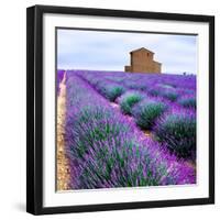 Lavender Field-Edler von Rabenstein-Framed Photographic Print