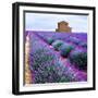 Lavender Field-Edler von Rabenstein-Framed Photographic Print