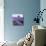 Lavender Field-Edler von Rabenstein-Mounted Photographic Print displayed on a wall