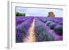 Lavender Field-Edler von Rabenstein-Framed Photographic Print