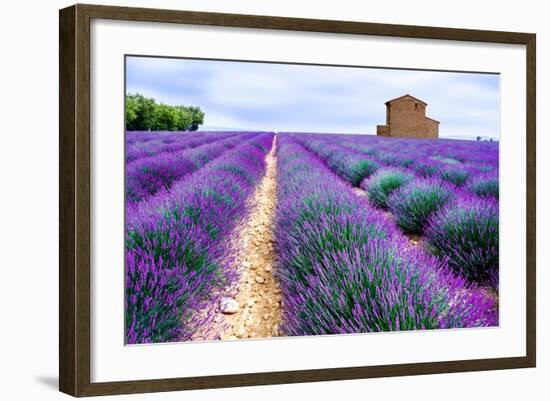 Lavender Field-Edler von Rabenstein-Framed Photographic Print