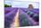 Lavender Field-Edler von Rabenstein-Mounted Photographic Print