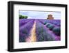 Lavender Field-Edler von Rabenstein-Framed Photographic Print