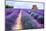 Lavender Field-Edler von Rabenstein-Mounted Photographic Print