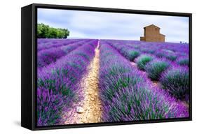 Lavender Field-Edler von Rabenstein-Framed Stretched Canvas