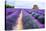 Lavender Field-Edler von Rabenstein-Stretched Canvas