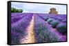 Lavender Field-Edler von Rabenstein-Framed Stretched Canvas