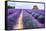 Lavender Field-Edler von Rabenstein-Framed Stretched Canvas