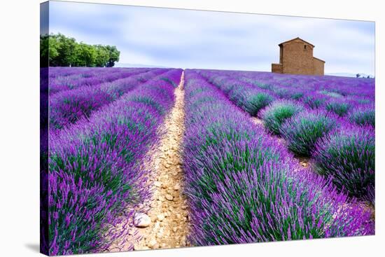 Lavender Field-Edler von Rabenstein-Stretched Canvas