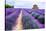 Lavender Field-Edler von Rabenstein-Stretched Canvas