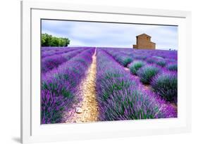 Lavender Field-Edler von Rabenstein-Framed Photographic Print