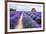 Lavender Field-Edler von Rabenstein-Framed Photographic Print