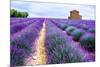 Lavender Field-Edler von Rabenstein-Mounted Photographic Print