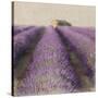 Lavender Field-Bret Staehling-Stretched Canvas