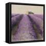Lavender Field-Bret Staehling-Framed Stretched Canvas