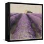 Lavender Field-Bret Staehling-Framed Stretched Canvas