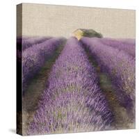 Lavender Field-Bret Staehling-Stretched Canvas
