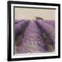 Lavender Field-Bret Staehling-Framed Art Print