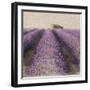 Lavender Field-Bret Staehling-Framed Art Print