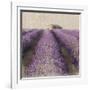 Lavender Field-Bret Staehling-Framed Art Print